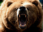 grizzly-2